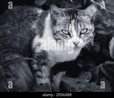 Katze bereit, jederzeit zu springen, fokussierte Augen, die nach vorne schauen, mit ernsthaftem Gesichtsausdruck, Schwarz-Weiß-Foto. Stockfoto