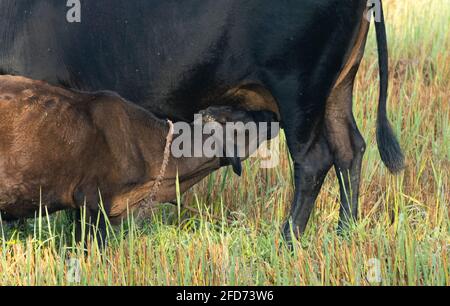 Junge Kalb trinkt Mütter Milch in der Abendvorfeld Nahaufnahme Foto. Eines der schönen Sichtungen der Natur. Mütter unbegrenzte Liebe und Fürsorge Stockfoto