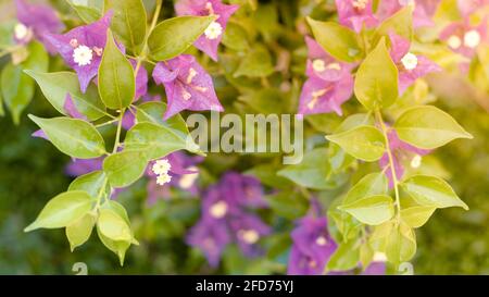 Lila Bougainvillea blüht im sanften Abendlicht im Garten. Stockfoto