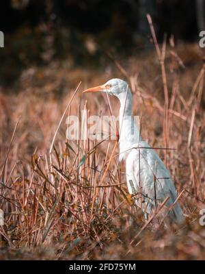 Weißreiher-Vogel macht am Morgen einen Spaziergang durch langes Grasfeld. Stockfoto