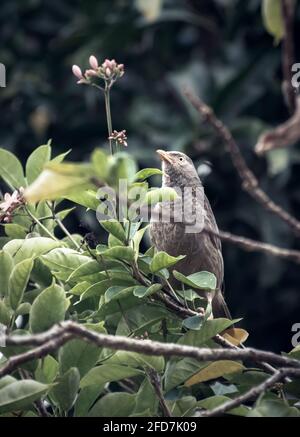 Sri-lankischer gelber, gelber, schwablerer Vogel, der auf einem Ast in der Nähe thront. Stockfoto