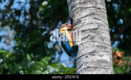 Storchschnabel-Eisvögel in Aktion, guckt in das Nest, das von einem Specht im Kokosnussbaum-Stamm erschaffen wurde, und frisst die Specht-Jungtiere. Stockfoto