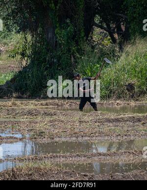 Anuradhapura, Sri Lanka - 03 30 2021: Männlicher Bauer pflügt das Reisfeld mit einer landwirtschaftlichen Hacke. Stockfoto