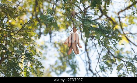 Tamarindenfrüchte hängen an einem Ast, frische und rohe Früchte. Wächst in tropischen Trockenwetterteilen in Sri Lanka. Stockfoto