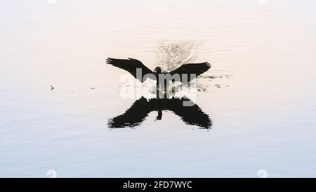 Indischer Kormoran-Vogel, der auf der ruhigen Wasseroberfläche des Sees in Pusiyankulama Wewa landet. Erstellen eines Wasserspritzer und einen Pfad, weit verbreitete Flügel, und l Stockfoto