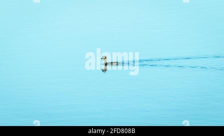 Kleine Grebe Ente schwimmen in einem See isoliert auf Muschel blauen Gewässern in Pusiyankulama Wewa, Anuradhapura Sri Lanka. Stockfoto