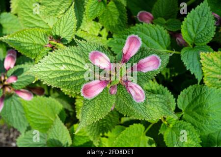 Gewöhnliche Brennnesselpflanze, Urtica dioica, in einem Feld Stockfoto