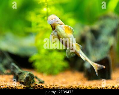 Chinesischer Algenfresser (Gyrinocheilus aymonieri), der auf dem Aquarienglas frisst Stockfoto