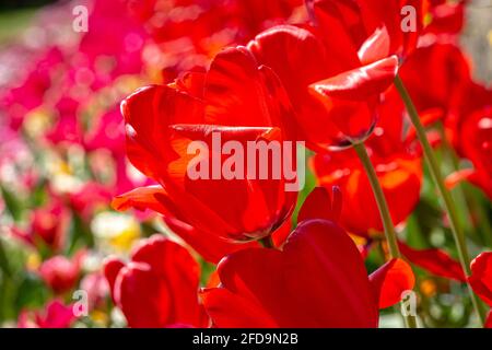 Rote Tulpen im Frühlingssound Stockfoto