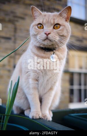 Schöne grau / blau kurzhaarige Perserkatze draußen auf der Straße Stockfoto