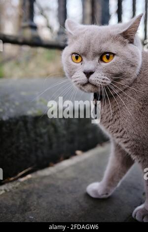 Schöne grau / blau kurzhaarige Perserkatze draußen auf der Straße Stockfoto