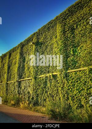 Grüne Wand, efeubedeckte Wand, blauer Himmel. Stockfoto