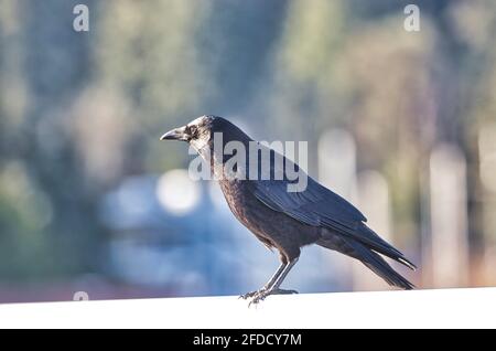 Dunkelschwarze Krähe thront an einem hellen sonnigen Tag Stockfoto