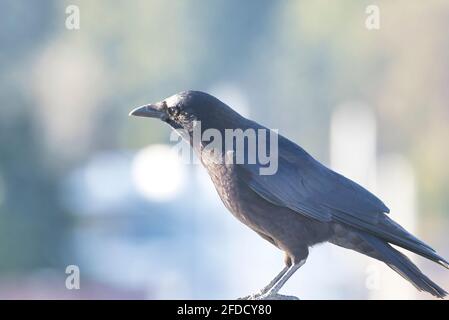 Dunkelschwarze Krähe thront an einem hellen sonnigen Tag Stockfoto