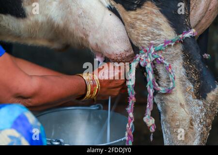 Hand einer indischen Frau, die im Dorf indien Kuh melkt. Stockfoto