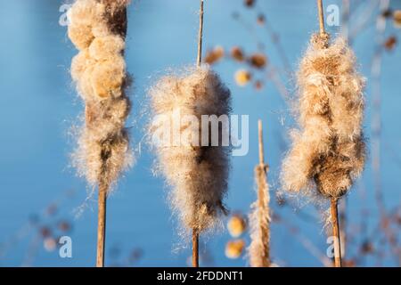 Flauschige Katzenschwänze am Ufer eines Yachthafens Stockfoto