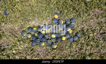 Gruppe von organischen Wassermelonen auf einem grünen Melonenfeld. Stockfoto