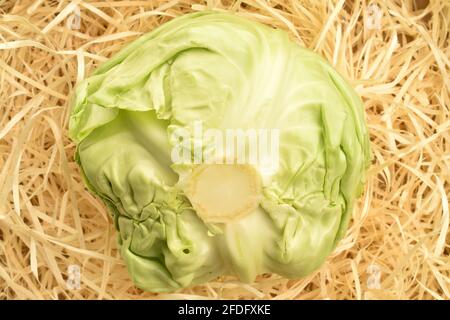 Ein frischer, saftiger Bio-Kohl auf dem Schabragen, Nahaufnahme. Stockfoto