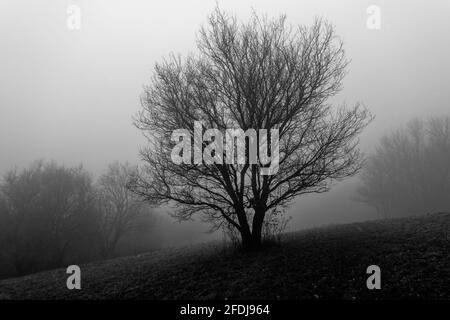 Ein alter knarriger Baum in dichtem Nebel auf einer winterlichen Wiese, in Schwarz und Weiß geschossen. Stockfoto