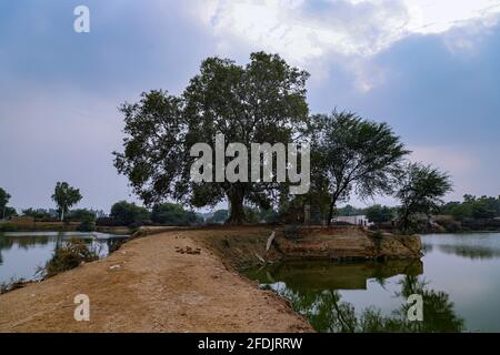 Ein alter Fikusbaum und Wasserbrunnen in der Nähe des Teiches im Dorf rajasthan. Stockfoto