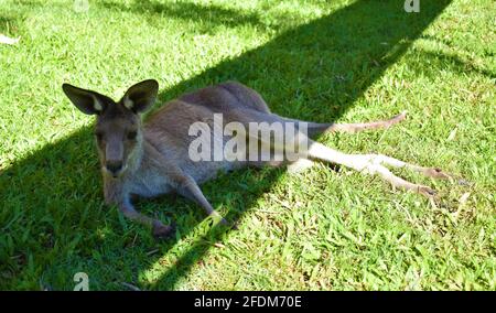 Känguru ruht im Schatten Stockfoto