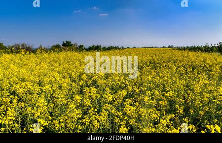 Feld von Raps, Raps oder Cola, frühlingshaft gelb blühendes Feld auf blu Himmel in Piemont, Italien Stockfoto