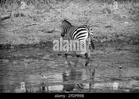 Afrikanische Zebras in freier Wildbahn Stockfoto