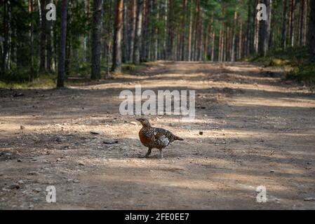 Schöne Auerhuhn Henne auf Bergwald ( Tetrao urogallus, weiblich ). Tierfotografie Stockfoto