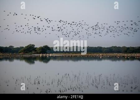 Wunderschöne Spiegelung der fliegenden Vögel und blauer Himmel auf den Gewässern des Thol Lake in Gujarat, Indien. Stockfoto