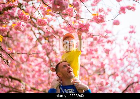 Birmingham, Großbritannien. April 2021. Dave Hadlington behandelt seine Tochter Harlow, 3, zu einem Spaziergang durch die hübsche rosa Blüte in seinem Park in Birmingham, Großbritannien. Die Wettervorhersage für das Wochenende ist gut und warm. Kredit: Peter Lopeman/Alamy Live Nachrichten Stockfoto