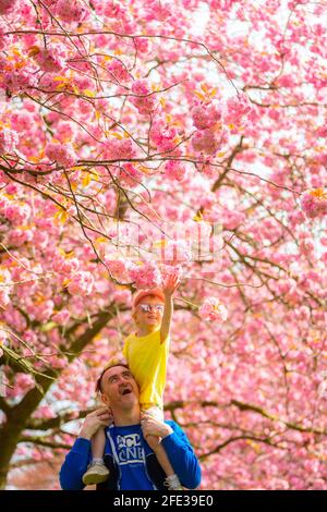 Birmingham, Großbritannien. April 2021. Dave Hadlington behandelt seine Tochter Harlow, 3, zu einem Spaziergang durch die hübsche rosa Blüte in seinem Park in Birmingham, Großbritannien. Die Wettervorhersage für das Wochenende ist gut und warm. Kredit: Peter Lopeman/Alamy Live Nachrichten Stockfoto