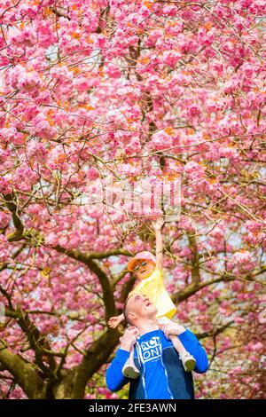 Birmingham, Großbritannien. April 2021. Dave Hadlington behandelt seine Tochter Harlow, 3, zu einem Spaziergang durch die hübsche rosa Blüte in seinem Park in Birmingham, Großbritannien. Die Wettervorhersage für das Wochenende ist gut und warm. Kredit: Peter Lopeman/Alamy Live Nachrichten Stockfoto