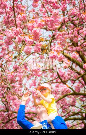 Birmingham, Großbritannien. April 2021. Dave Hadlington behandelt seine Tochter Harlow, 3, zu einem Spaziergang durch die hübsche rosa Blüte in seinem Park in Birmingham, Großbritannien. Die Wettervorhersage für das Wochenende ist gut und warm. Kredit: Peter Lopeman/Alamy Live Nachrichten Stockfoto