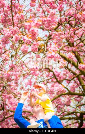 Birmingham, Großbritannien. April 2021. Dave Hadlington behandelt seine Tochter Harlow, 3, zu einem Spaziergang durch die hübsche rosa Blüte in seinem Park in Birmingham, Großbritannien. Die Wettervorhersage für das Wochenende ist gut und warm. Kredit: Peter Lopeman/Alamy Live Nachrichten Stockfoto