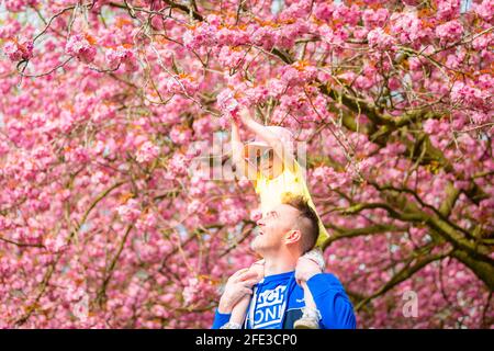 Birmingham, Großbritannien. April 2021. Dave Hadlington behandelt seine Tochter Harlow, 3, zu einem Spaziergang durch die hübsche rosa Blüte in seinem Park in Birmingham, Großbritannien. Die Wettervorhersage für das Wochenende ist gut und warm. Kredit: Peter Lopeman/Alamy Live Nachrichten Stockfoto