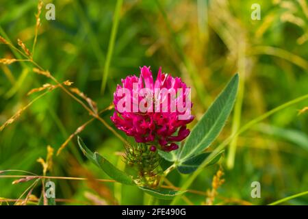 Helle junge rote Blumen Wiesenklee auf einem Hintergrund von Grünes Laub an einem sonnigen Sommertag Stockfoto