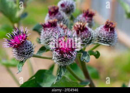 Klette aus der Familie der Astrozyten mit jungen Blütenknospen auf grünem Hintergrund an einem hellen sonnigen Sommertag. Biene sammelt Pollen Stockfoto