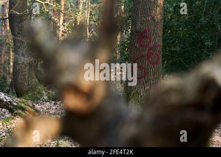 Die Zahl 666 ist in roter Farbe auf einen Baum gemalt In einem Sussex-Wald Stockfoto