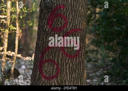 Die Zahl 666 ist in roter Farbe auf einen Baum gemalt In einem Sussex-Wald Stockfoto