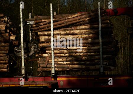 Geerntete Bäume, die zur Holzproduktion auf einen Lastwagen gestapelt wurden Stockfoto