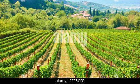 Weinberg in Griechenland. Landschaftlich reizvolle Aussicht. Kastraki Dorf in Thessalien Stockfoto