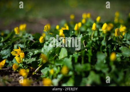 Frühlingsblumen im Park, Winter-Aconitblüten (Eranthis Hyemalis). Makrofotografie Stockfoto