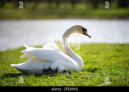 Weißer Schwan frisst Gras. Der Schwan liegt am Rand des Teiches und frisst Gras. Der Schwan ist freundlich und ruhig. Es ist isoliert und an sich. Tierfotogr Stockfoto