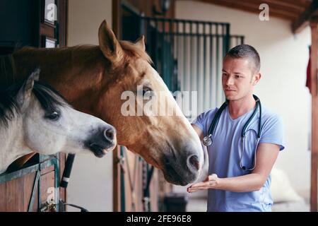 Tiermedizin auf dem Bauernhof. Tierarzt bei der medizinischen Versorgung von Pferden in Ställen. Stockfoto
