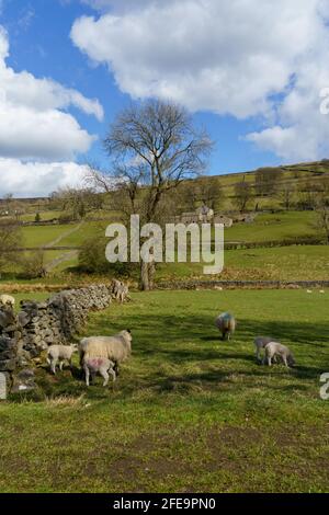 Ein Schaf mit zwei Lämmern, das auf einem Feld mit landwirtschaftlichen Gebäuden in der Ferne steht, Nidderdale, Harrogate, North Yorkshire, Großbritannien, Vereinigtes Königreich. Stockfoto