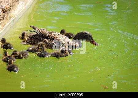 Mallard mit Entlein in einem See Stockfoto