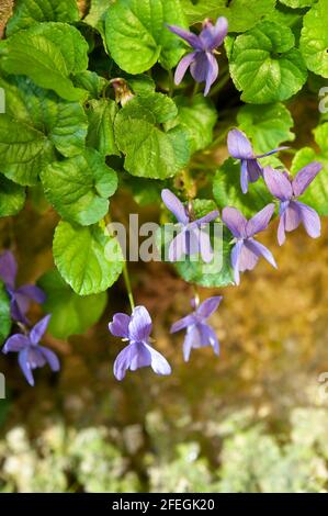 Viola mammola (Viola odorata). Violette Blüten und grüne Blätter. Goldene Spiegelungen. Stockfoto