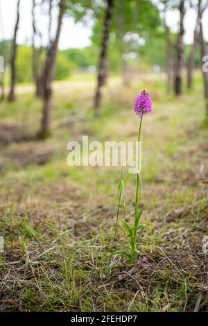 Pyramidenorchidee (Anacamptis pyramidalis), die allein auf kurzem Grüngras in einer Waldrodung mit Bäumen im Hintergrund wächst Stockfoto