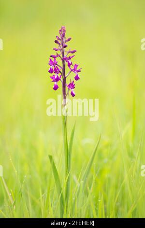 Anacamptis laxiflora, eine laxblühende Orchidee, eine langstielige lila Wildblume, die auf einer Graswiese wächst Stockfoto