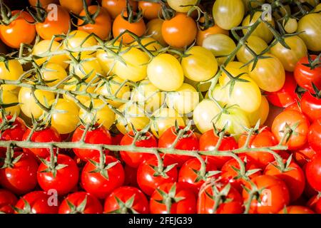 Frisch geerntete rote, gelbe und orangefarbene Kirschtomaten auf Weinreben in hellem Sonnenlicht Stockfoto